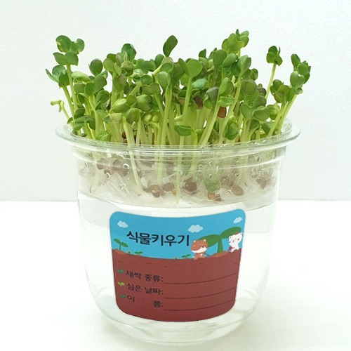 [칭찬] 새싹키우기 키트(무순/보리/브로콜리)-수경재배 식물